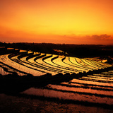 مدرجات الأرز في جزيرة بالي