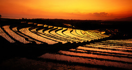 مدرجات الأرز في جزيرة بالي