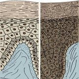 بشرة الانسان الأبيض و بشرة الانسان الأسود