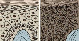 بشرة الانسان الأبيض و بشرة الانسان الأسود