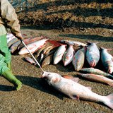 سمك ميت بعد تسرب السيانيد الى نهر التيسا عام 2000