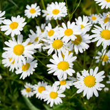 بابونج