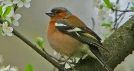 الحسون الظالم