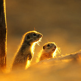 سناجب الأرض