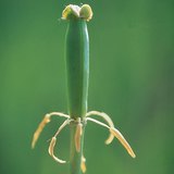 التوليب بعد الإخصاب