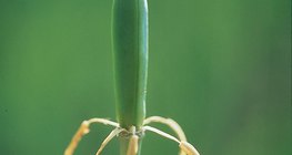 التوليب بعد الإخصاب