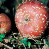 تفاح ينتشر فيه فطر المانيلينيا