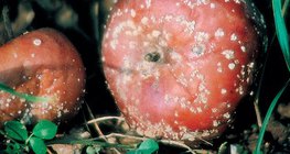 تفاح ينتشر فيه فطر المانيلينيا