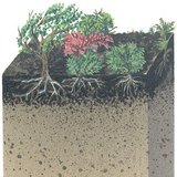 مقطع أرضي لغابات الصنوبر