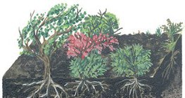 مقطع أرضي لغابات الصنوبر