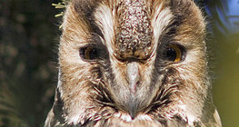 بومة طويلة الأذن