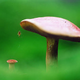 فطر مع عنكبوت