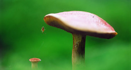 فطر مع عنكبوت