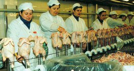 Baromfifeldolgozó üzem Bábolnán