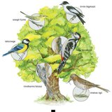 Tölgyfán élő madarak, rovarok és talajlakó állatkák