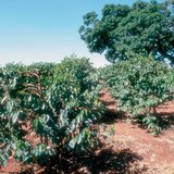 زراعة البن في كينيا