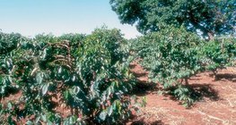 زراعة البن في كينيا