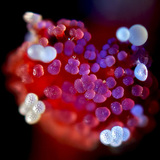 Mirabilis flower pistil with pollen grain