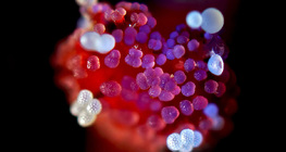 مدقة زهرة لالة عباس مع حبوب الطلع عليها