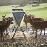 الاطعام البري