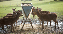 الاطعام البري