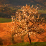 شجرة كرز مزهرة