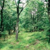 غابة البلوط