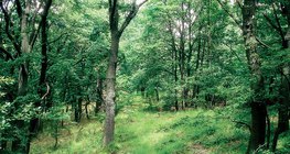 غابة البلوط