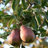 إجاص على الشجرة