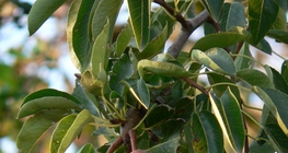 إجاص على الشجرة