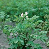 نبات البطاطا