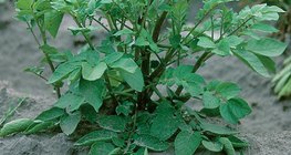 نبات البطاطا