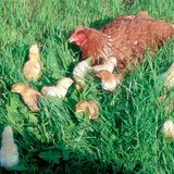 دجاجة و صيصانها