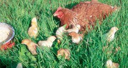 دجاجة و صيصانها