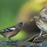 الحسون الظالم