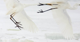 صراع طيور البلشون الأبيض الكبير