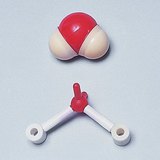 نموذج الكرة و العصا لجزئ الماء