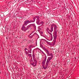 Microscopic view of human ureter