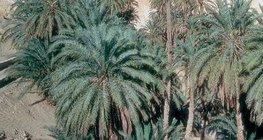 واحة مع النخل في تونس