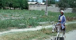 منطقة شبه قاحلة في توران