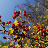 الزعرور البري