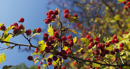 الزعرور البري