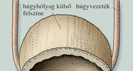 Húgyhólyag