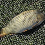 الشبوط الشائع