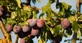 خوخ على الشجرة