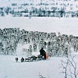 قطعان الأيائل