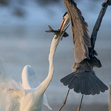 صراع من أجل الفريسة