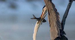 صراع من أجل الفريسة