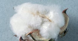 مادة ألياف القطن (السليلوز)، عديدات السكاريد