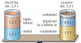 A szervezet napi folyadékfelvétele és -leadása
